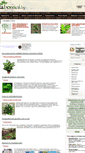 Mobile Screenshot of bonsai.by